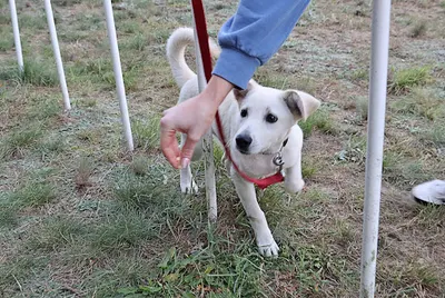 Pozytywne szkolenie psów - Cztery Łapy - Grzegorz Dziedzianowicz